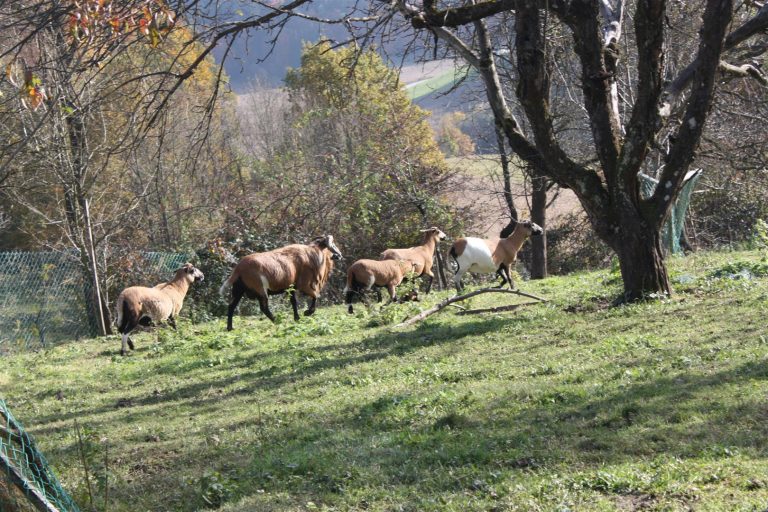 Kulinarischer Spaziergang