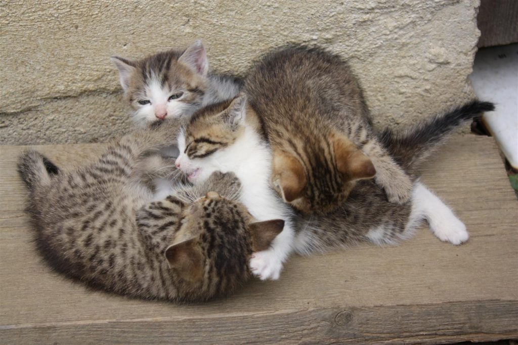 Katzen am Alten Gehöft