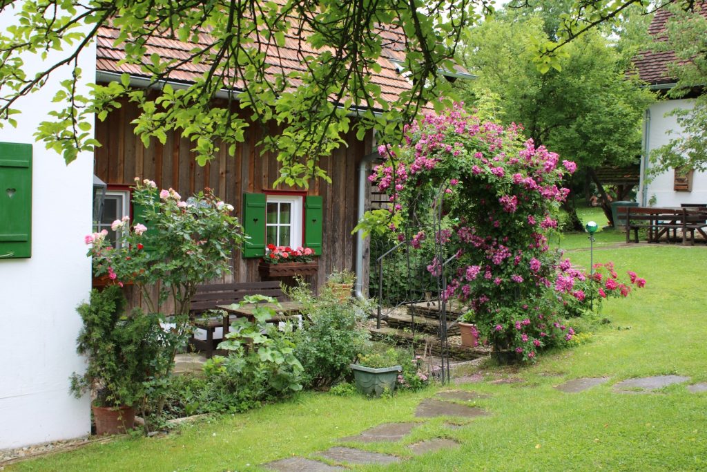 Rosenblüte am Alten Gehöft am Lormanberg
