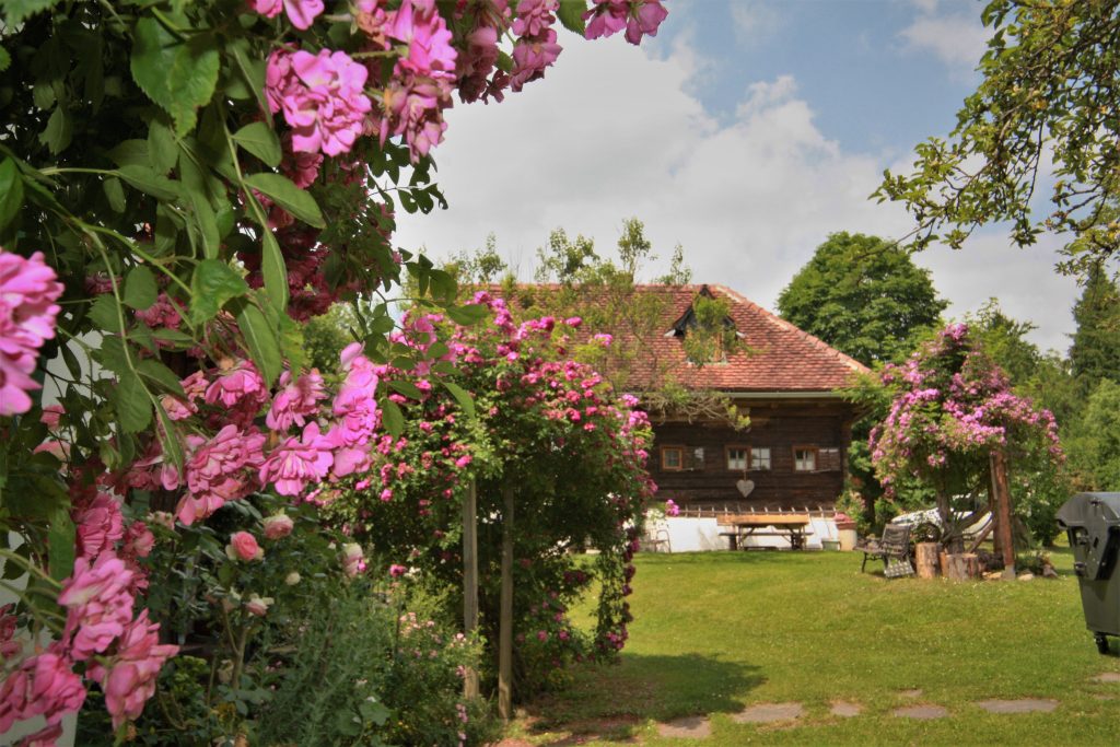 Presshaus mit Rosenblüte