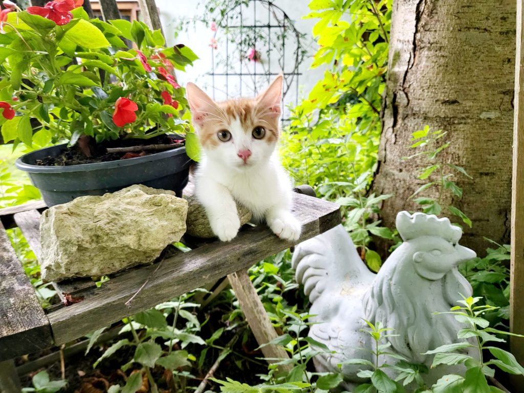 Katzen am Alten Gehöft am Lormanberg