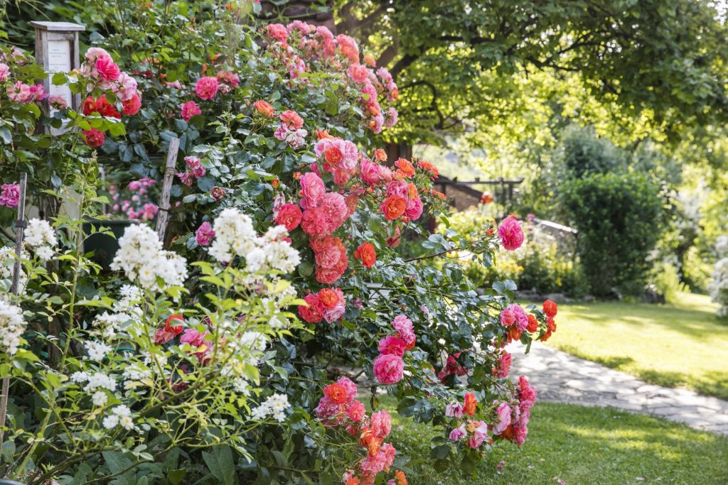 Strauchrose Westerland Altes Gehöft am Lormanberg Thermen-u. Vulkanland Steiermark
