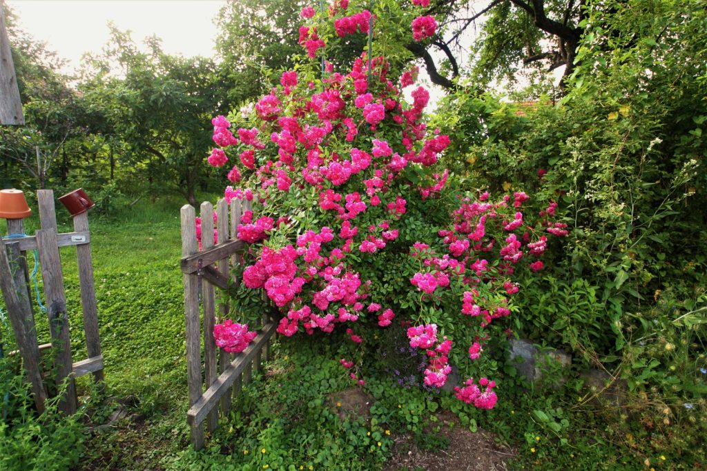 Hermann Schmidt Kletterrose Altes Gehöft am Lormanberg