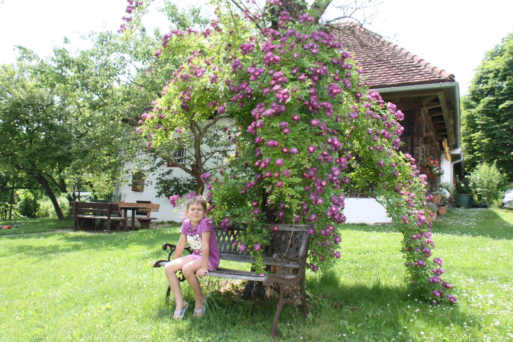 Ramblerrose Veilchenblau Altes Gehöft am Lormanberg Thermen-u. Vulkanland Steiermark