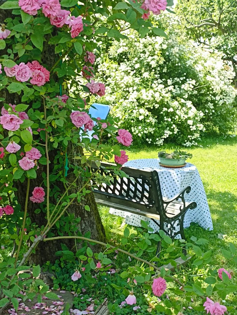 Ramblerrose Violett Altes Gehöft am Lormanberg