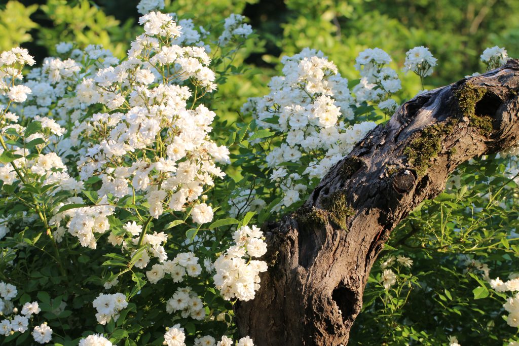 Ramblerrose Bobbie James Altes Gehöft am Lormanberg