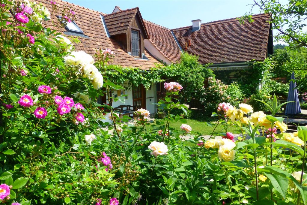 Rosenblüte am Alten Gehöft Thermen- u. Vulkanland Steiermark