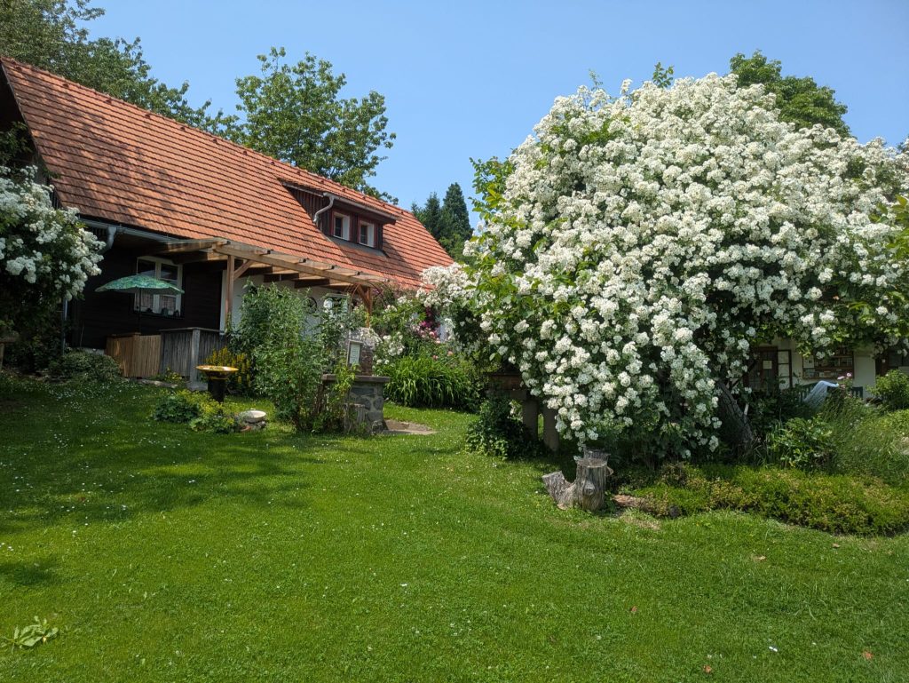 Ramblerrose Bobie James vor dem Romantikstöckl Altes Gehöft am Lormanberg Thermen- und Vulkanland Steiermark